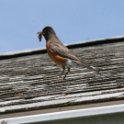 7 - Momma robin still trying to feed babies even as they left